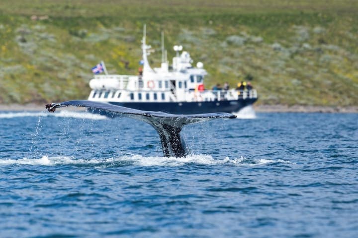 Whale Watching Tour durch den Eyjafjörður Fjord thumbnail